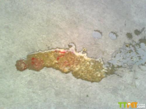 ���������Ӵ�Ѫ��ô��?Ҫ��ô����