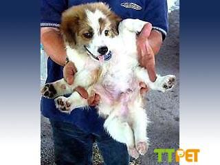 ĸ����ֳ������,��Ⱦ����ô��