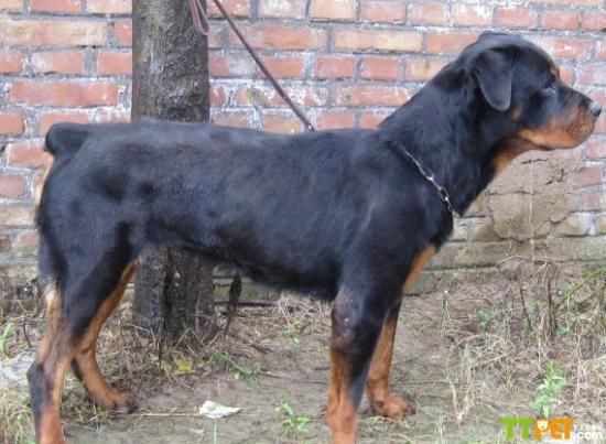 ������ȮΪʲô��β