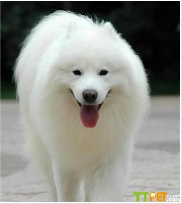 ��ĦҮȮ�ܳ����