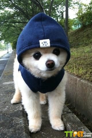 ���鹷������Ǯ
