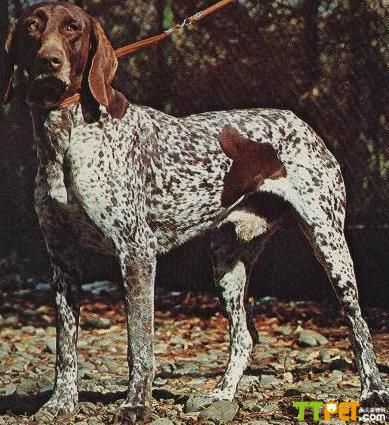 �¹���ë������۸�