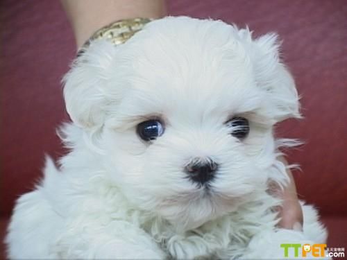 ��ɫ�����˹Ȯ