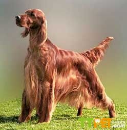 ������ѩ��Ȯ����Ǯ