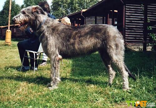 ����������Ȯ����