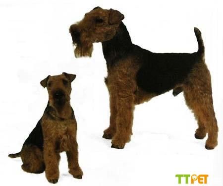 ����ʿ�����̵�����