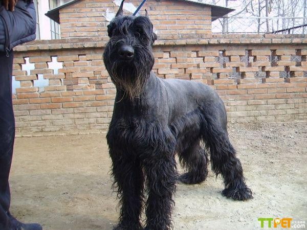 ����ѩ���������