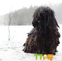 ����Ȯ�ܳ����