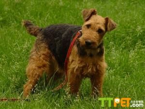 ����ʿ������