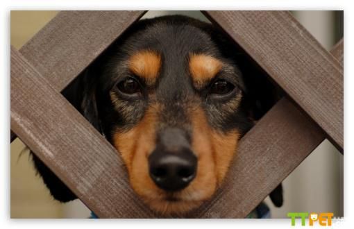 ���ѩ��Ȯ��������ô��