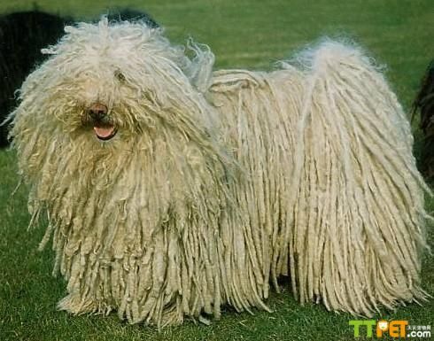 ����Ȯ����