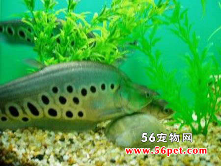 ����-��ˮ��Ʒ��