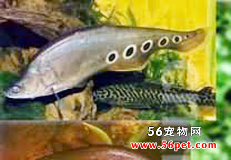 ����-��ˮ��Ʒ��