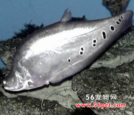 ����-��ˮ��Ʒ��