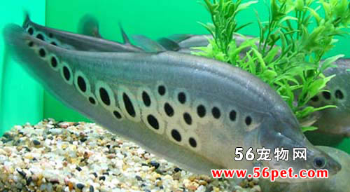 ����-��ˮ��Ʒ��