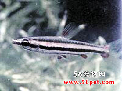 Ǧ����-��ˮ��Ʒ��