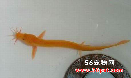 Ǧ����-��ˮ��Ʒ��