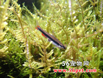 Ǧ����-��ˮ��Ʒ��