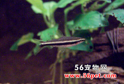 Ǧ����-��ˮ��Ʒ��