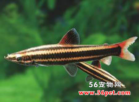 Ǧ����-��ˮ��Ʒ��