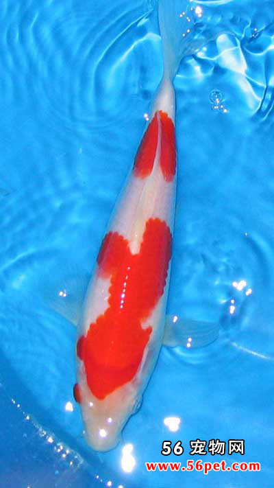 ���κ��-����