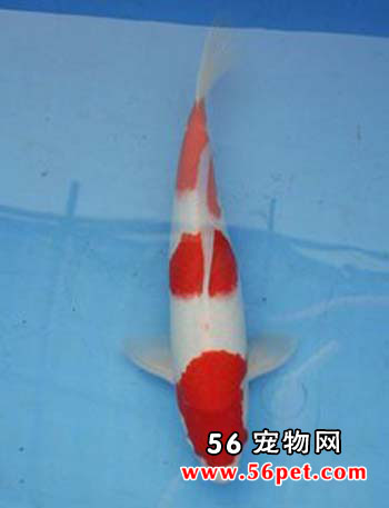 ���κ��-����