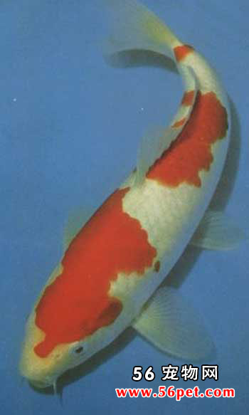 ���κ��-����