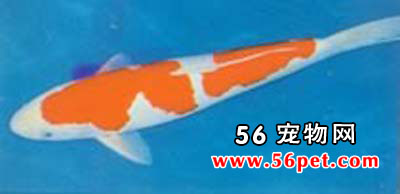 ���κ��-����