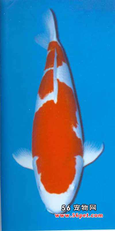 ���κ��-����