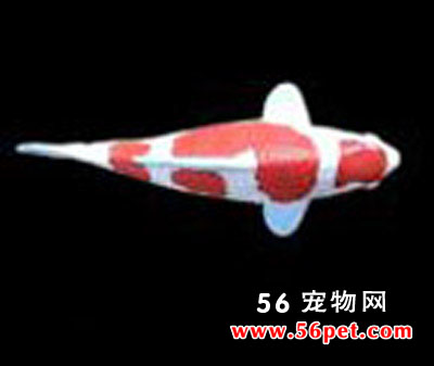 德国三段红白-锦鲤