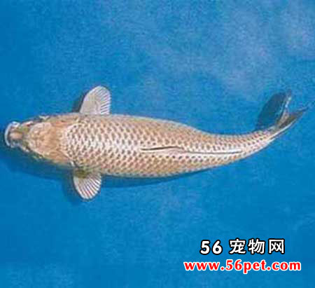 鼠灰色黄金锦鲤-锦鲤