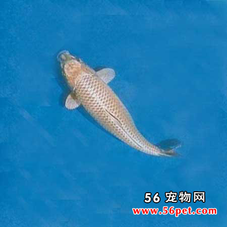 鼠灰色黄金锦鲤-锦鲤