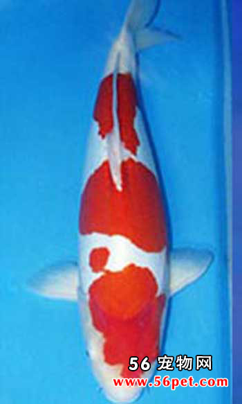 德国三段红白-锦鲤