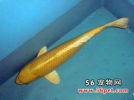 黄金锦鲤-锦鲤