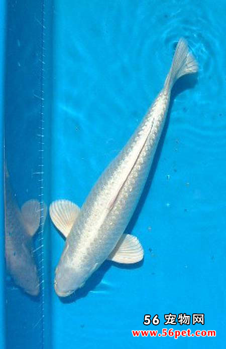 �׽����-����