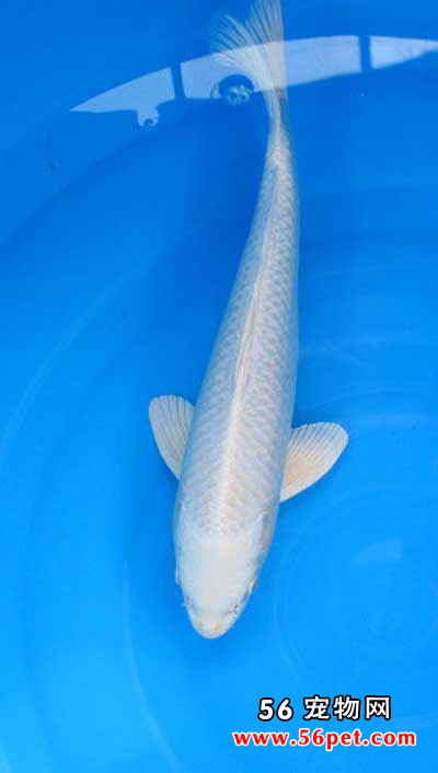 �׽����-����