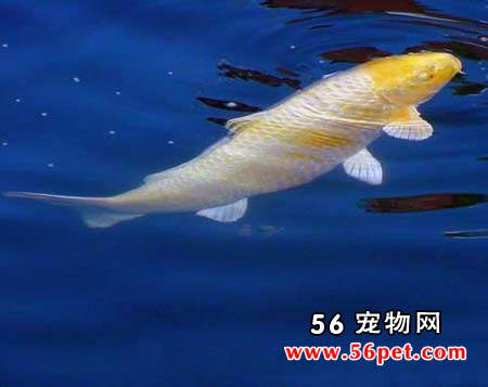 黄金锦鲤-锦鲤