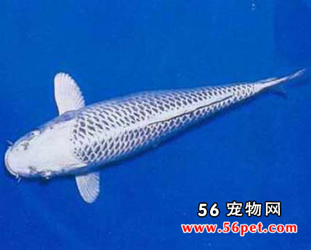 �׽����-����