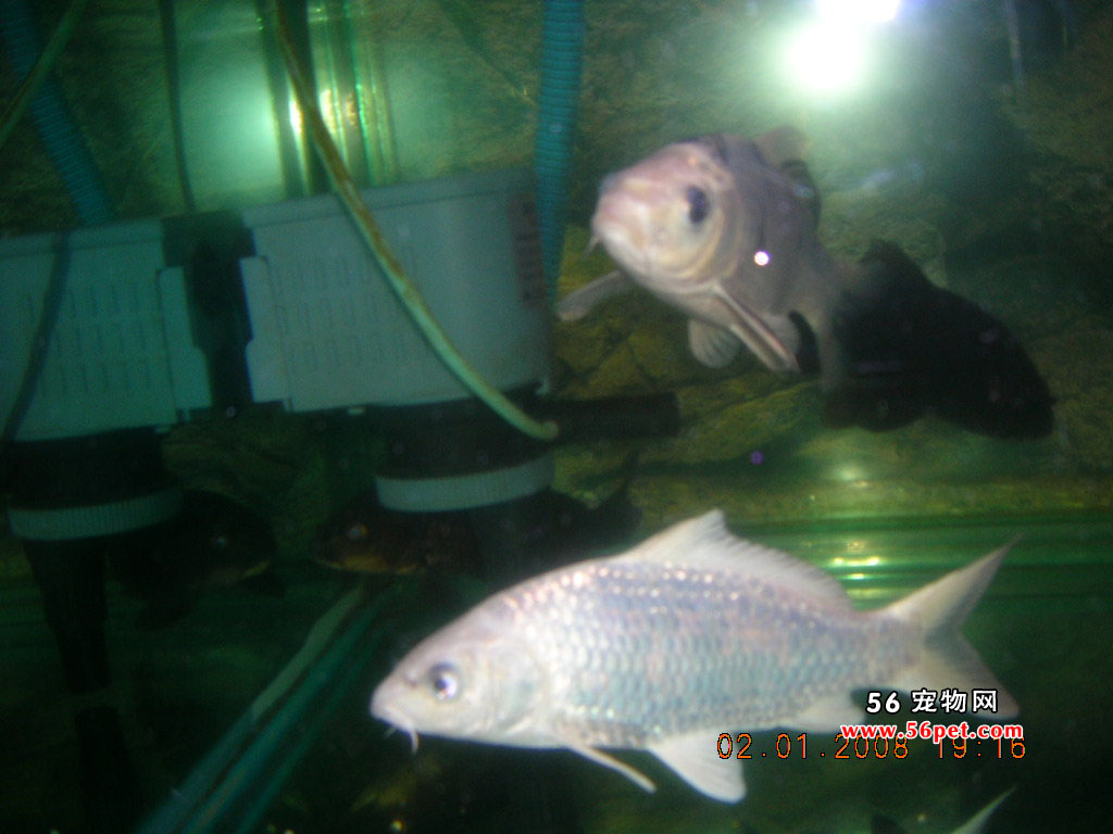 �׽����-����