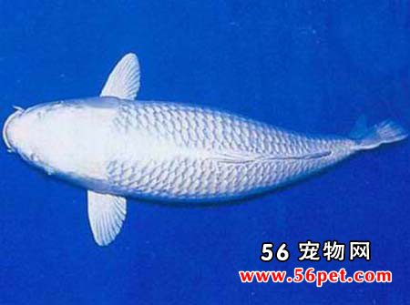 �׽����-����