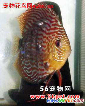 ����ˮ�����ĵ�֮ιʳƪ-�����ĵ�