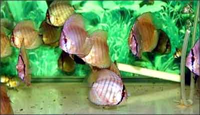 �����������ĵ� ��װ��������С����-�����ĵ�