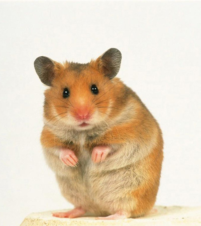 �ļ�������ʳע������-��������