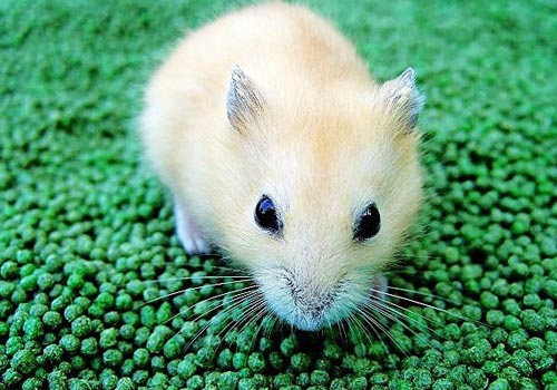 �ļ��Ͷ�����ô��������-��������