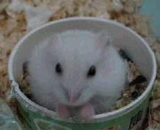 ���ѡ���ʺ��Լ��Ĳ���-��������