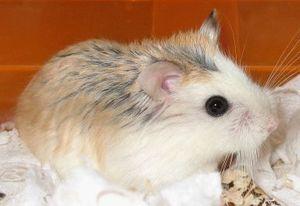 ���Ƿ��ʺ���������-��������