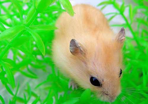 �������ϵ��²���Ӫ��ʧ��-��������