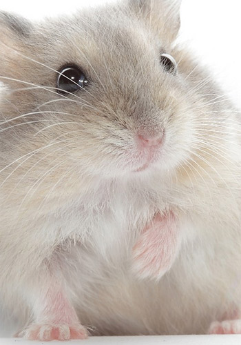 ���������ʳ���Ƽ򵥷���-��������