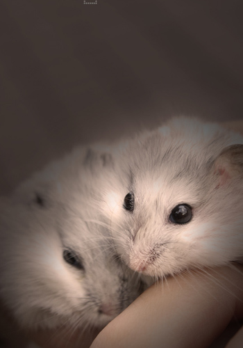 仓鼠宝宝成长过程详细预览-鼠鼠饲养