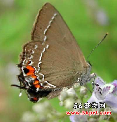 ���ҵ�-����Ʒ��